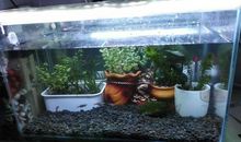 我家的鱼缸_400字