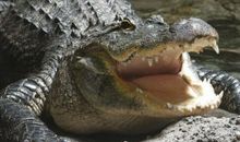 没有牙齿的鳄鱼