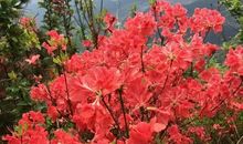 家乡的杜鹃花_900字