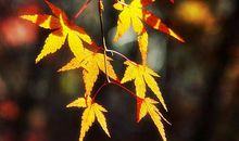 为你，我在秋天里流浪_1200字