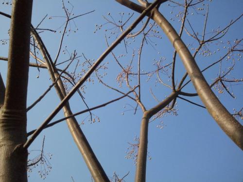 jujube树在家乡_300字