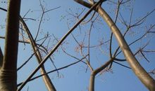 家乡的枣树_300字