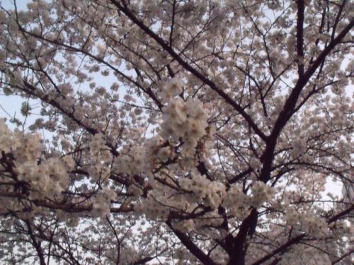 樱花_200字