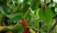 家乡的桑园_500字