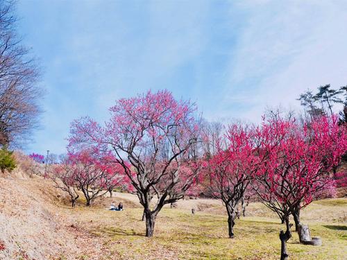 纸上的花，没有痕迹的花朵_800字