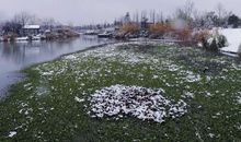 美丽的西溪湿地雪景_550字