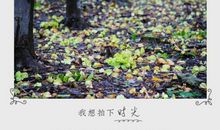 一夕秋雨_1200字