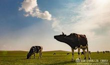 亲近草原_1000字