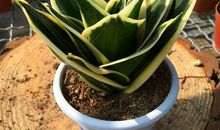 金边虎皮兰_250字