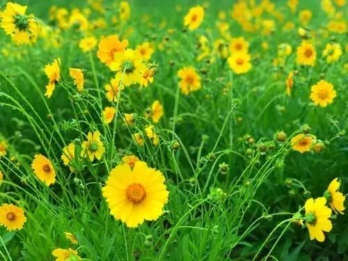 谦虚的花烧伤qi _800字