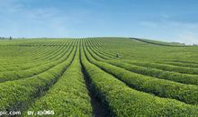 我爱家乡的茶山_300字