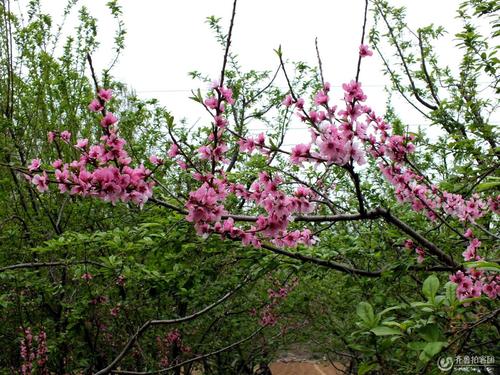 桃花_300字