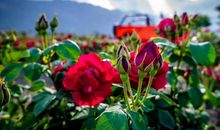 纵是缺陷人生，亦要尽情绽放__600字