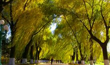 家乡的公园_350字