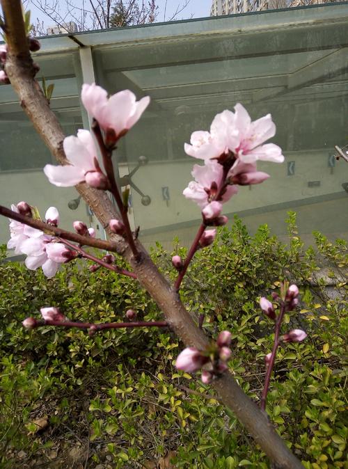 唤醒春天_350字