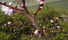 苏醒的春天_350字