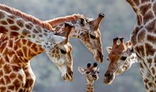 长颈鹿宝宝与狼