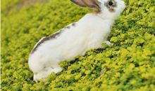 兔妈妈与兔宝宝