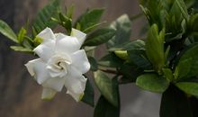 门前的栀子花_250字