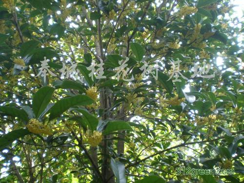 我喜欢我家乡的桂花树_600字