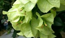 “绿色梦境”_600字