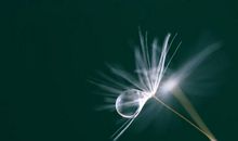 清晨的露珠_150字