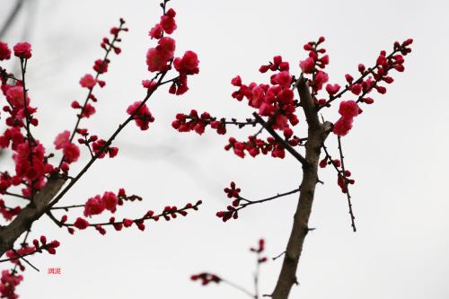 我喜欢梅花_200字