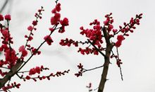 我喜欢梅花_200字