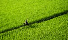 家乡的田野_300字