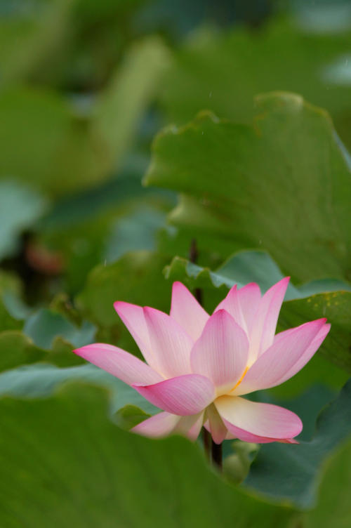 夏天莲花_550字