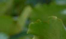 夏日的荷花_550字