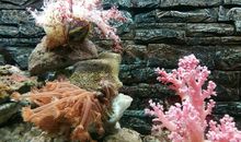 夏游北戴河_1200字