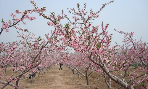 他们的桃花_900字