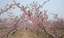 它们的桃花源_900字