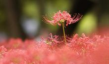 彼岸的景色_1500字