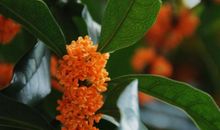 正是丹桂飘香时_800字