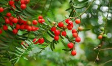 文明的果实，靠大家_900字