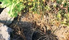 农村风光无限好_350字