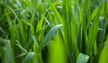 雨后的小麦_150字