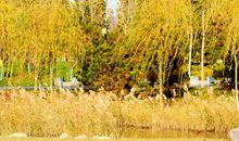 秋风柔柔，黄叶飘飘_500字