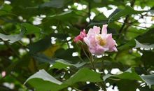 芙蓉花开，似幻似梦_1000字