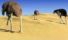 3只鸵鸟和两只蛋