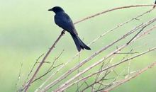 没有南飞的小鸟