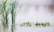 浅夏微雨（1）_1500字