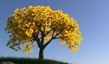 秋天的银杏树_300字