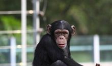 山上来了只大猩猩