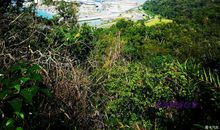 珠海的野狸岛_350字