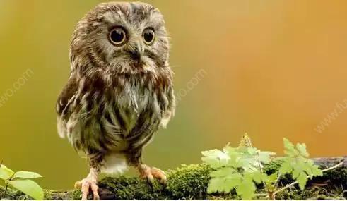 猫头鹰感觉到一种太多染色，各种颜色的染料搅拌在一起，并涂上这只鸟。这只鸟看起来望着它。 “哇，哇，这很糟糕！”原来的鸟从头染到最后，后来的人叫他的乌鸦。