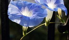 绽开的牵牛花_750字