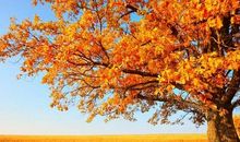 金色的秋天_300字